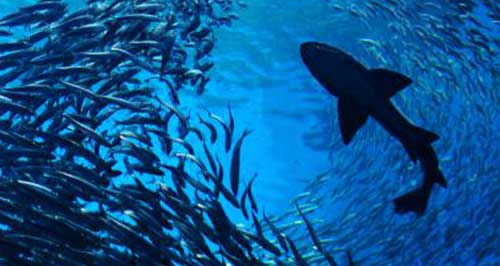 disques broyage sardamatic